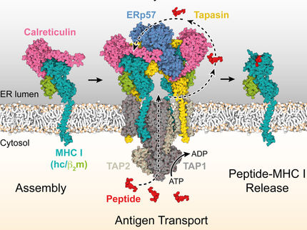 How do killer T cells know where danger is coming from?