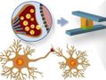 Synapsen als Vorbild: Festkörperspeicher in neuromorphen Schaltungen