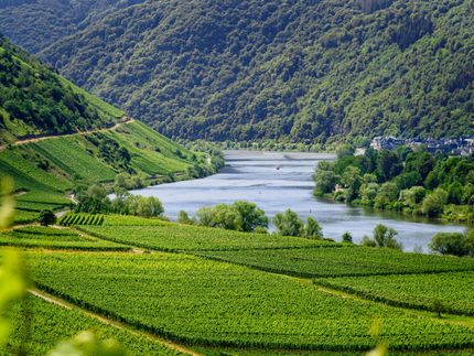 Frühe Traubenernte beginnt - Federweißer macht den Anfang