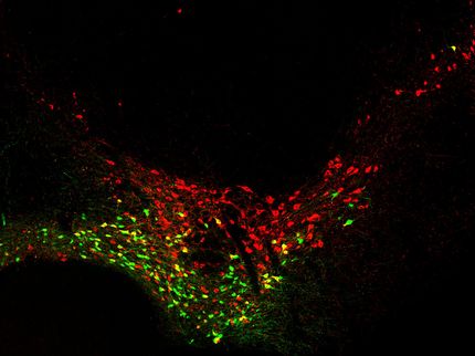 Many paths are open to neurons born early