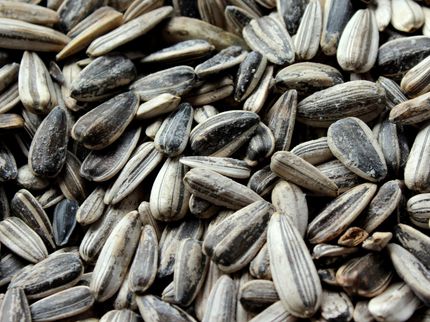EU imports 18 times more sunflower seeds than a year ago
