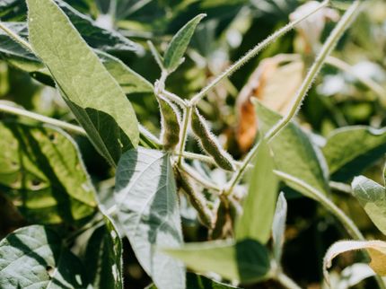 Accelerating photoprotection recovery in soybean plants boosts crop yield