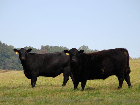 L'UTIA reçoit une subvention pour analyser et développer des outils de gestion du risque de prix - Des chercheurs cherchent à améliorer la durabilité économique des producteurs de viande bovine américains