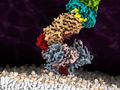 First image of antigen-bound T-cell receptor at atomic resolution