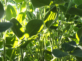 Light in soybean canopy