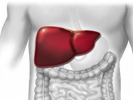 Neuer Treiber für eine seltene Form von Leberkrebs entdeckt