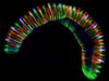 Caterpillar-like bacteria crawling in our mouth