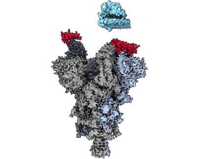 Researchers discover ‘weak spot’ across major COVID-19 variants