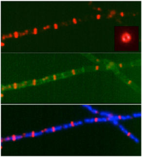 Protein that delays cell division in bacteria may lead to the identification of new antibiotics