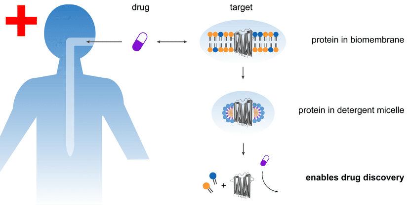 Nuevos detergentes para la investigación de fármacos - Hasta ahora, no está claro por qué sólo es posible disponer de proteínas de membrana intactas para la investigación de fármacos con la ayuda de ciertos detergentes