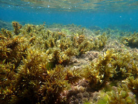 Underwater seaweed garden, Bat-Yam, Israel.