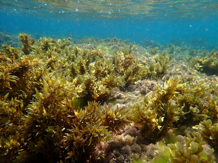 "Algues enrichies" à valeur nutritionnelle extrêmement élevée - Une nouvelle technologie d'aquaculture peut contribuer à atténuer la crise alimentaire mondiale