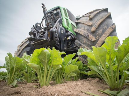 Zuckerproduzenten erwarten unterdurchschnittliche Ernte