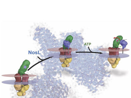 A molecular machine at work