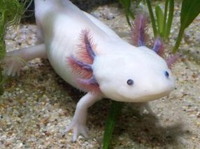 Studie zeigt Regenerationsfähigkeit des Axolotl-Gehirns