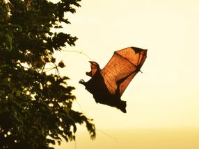 Change with age: As bats mature their immune cells differ
