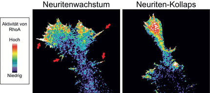 Optimierte Biosensoren zeigen Signalwege in einzelnen lebenden Zellen