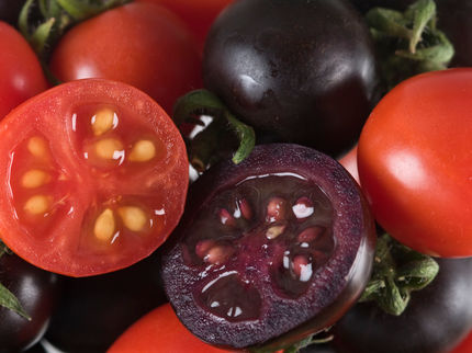Tomates violettes GM