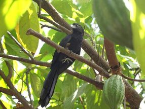 A bird found in cacao agroforests in Northern Peru, the groove billed ani. Birds, when occurring in cacao agroforests together with bats, ensured cacao yields in the study region. Their presence increased yield by 114%, compared to their absence.