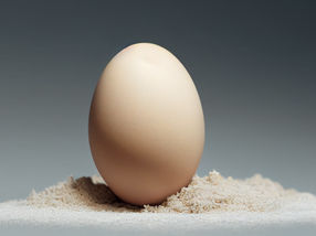 Fight malnutrition with egg powder