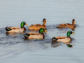 Verstopfte Skorpione und Enten in Formation: Ig-Nobelpreise vergeben