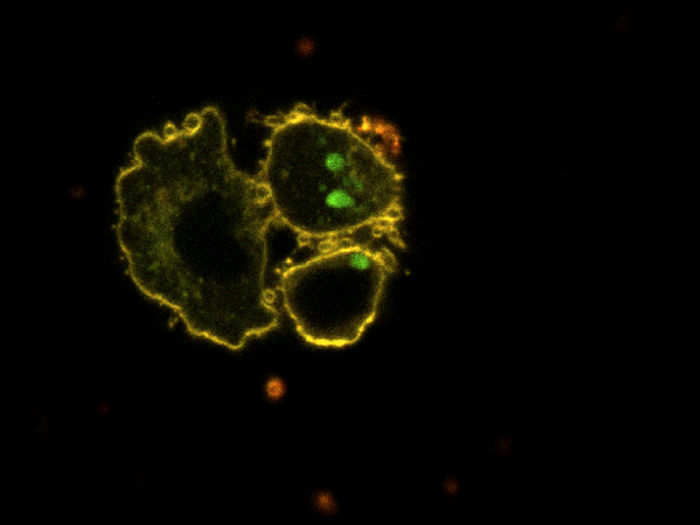 © 2022. Petrenko et al. (2022) Type 2 diabetes disrupts circadian orchestration of lipid metabolism and membrane fluidity in human pancreatic islets. PLoS Biol 20(8): e3001725.