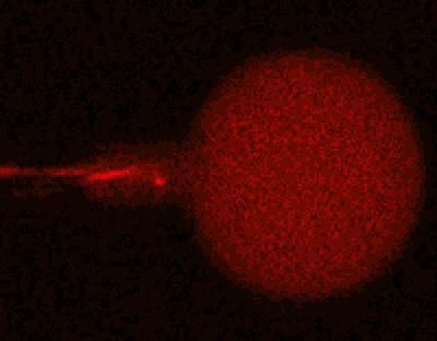 Zoom in on pore-forming toxin