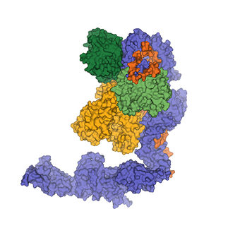 Feeding RNAs to a molecular shredder