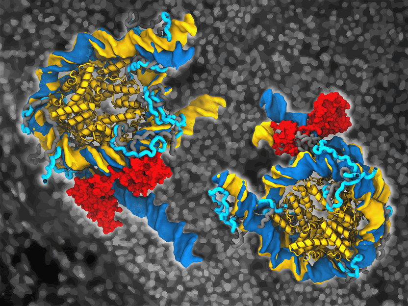 More than microscopes can show - Computer simulations visualize how an essential stem cell protein opens wrapped DNA