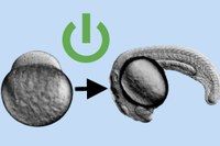 The developmental on-switch - Substances that convert body cells back into stem cells initially activate all genes in the embryo