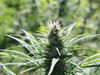 Hemp plant at the Oregon State University North Willamette Research and Extension Center.