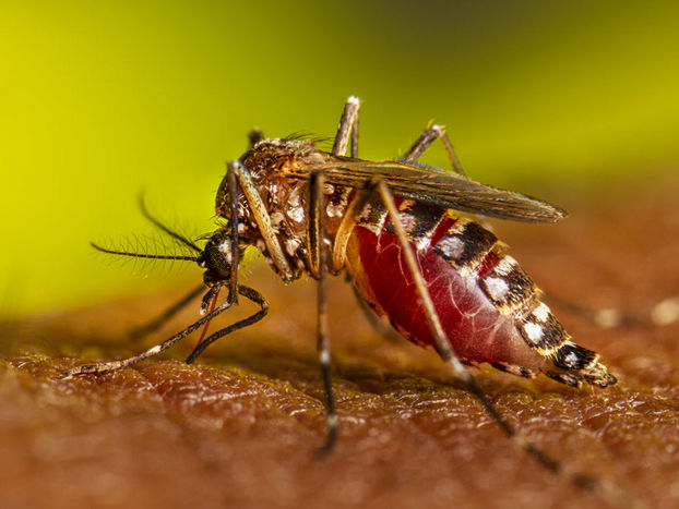 Une étude ouvre la voie à des répulsifs anti-moustiques moins