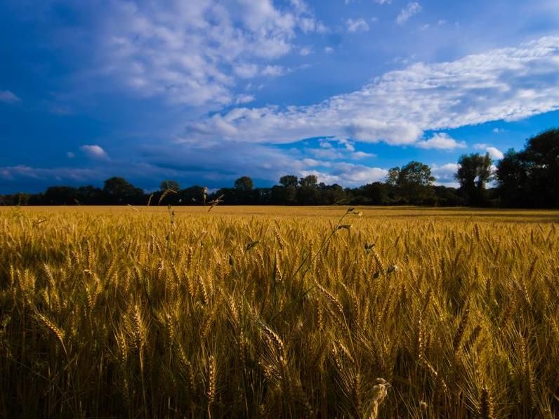 Resuelta la estructura de la proteína inmunitaria del trigo - Importante herramienta en la lucha por la seguridad alimentaria