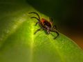 Tick saliva modulates immune system