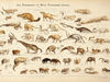 Revealing the Genome of the Common Ancestor of All Mammals