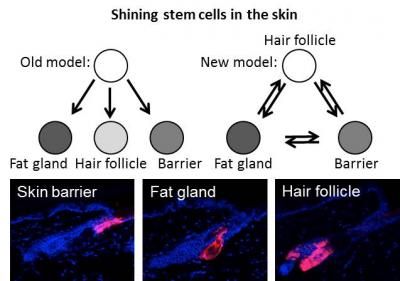 Shining stem cells reveals how our skin is maintained