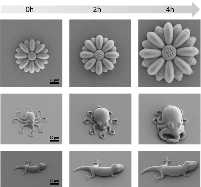 Mikroskopisch kleine Kraken aus dem 3D-Drucker - Neu entwickelte intelligente Polymere verfügen über „lebensechte“ Eigenschaften