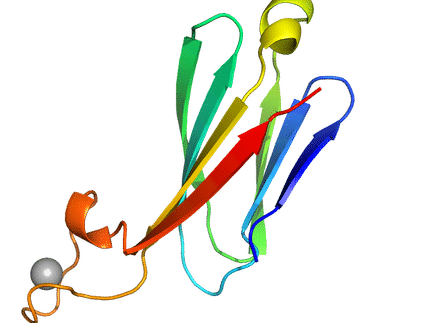 Neue Proteine, die Antikörper-Immunglobuline nachahmen, könnten zu einem wirksameren Arzneimitteldesign führen