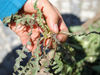 Foraged Golden Thistle is displayed during the Alacati Wild Herb Festival, a celebration of wild, regional biodiversity.