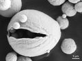 Metallpulver: umweltfreundlicher Brennstoff der Zukunft?