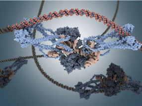 Finding an RNA target and tool to fight premature aging