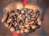 Cacao 100% responsable para los productos de chocolate de Mars Wrigley en Europa
