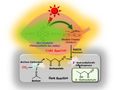 Erfolgreiche Synthese biologisch abbaubarer Kunststoffe mit Hilfe von Sonnenlicht und CO₂