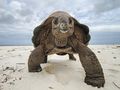 Threatened Aldabra Giant Tortoise Genome Decoded
