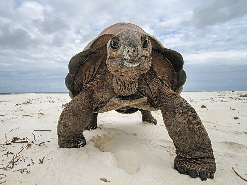 Threatened Aldabra Giant Tortoise Genome Decoded - The next step will be to investigate how DNA can be used to determine the age of animals that are still alive