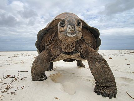 Genom bedrohter Aldabra-Riesenschildkröte entschlüsselt