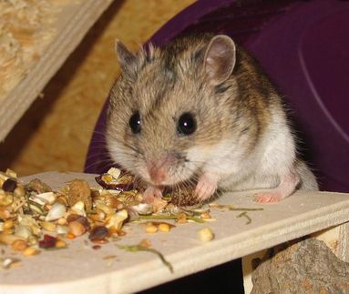 Entschlüsselung des Hamstergenoms