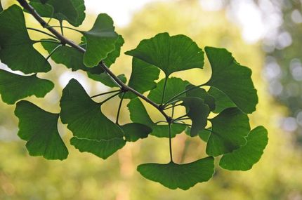 Ginkgo im Sicherheits-Check