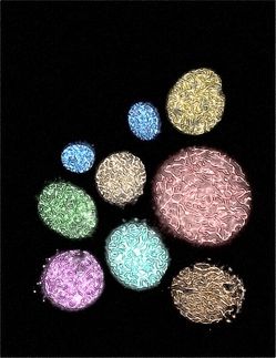 Das Skelett der Chromosomen