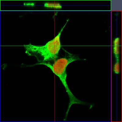 Yun-Il Lee/Used with permission from Nature Neuroscience